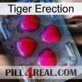 Tiger Erection 13